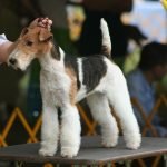 Fox terrier de pelo duro posando en concurso de perros