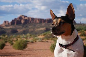 Foto de perro Terrier Ratonero en una pradera con una montaña atrás