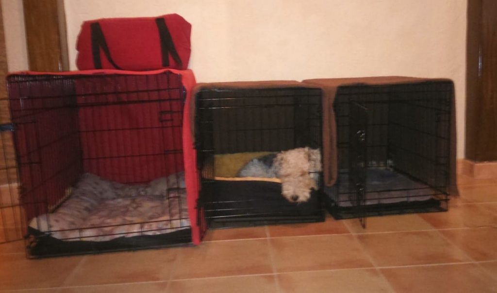 Fox Terrier de pelo duro durmiendo en jaula de perro
