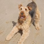 Perro Airedale terrier jugando en la playa