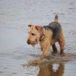 Perro Airedale terrier en el agua con collar rojo