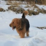 Perro airedale terrier con mucho pelo caminando por la nieve