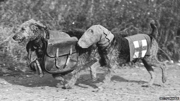 Dos perros militarres airedale terrier , perros de guerra