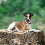 Fox terrier de pelo liso, smooth fox terrier acostado en el bosque acostado encima de un tronco de un árbol talado