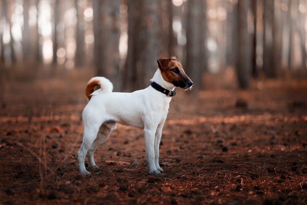 fox terrier de pelo liso de pié en el bosque